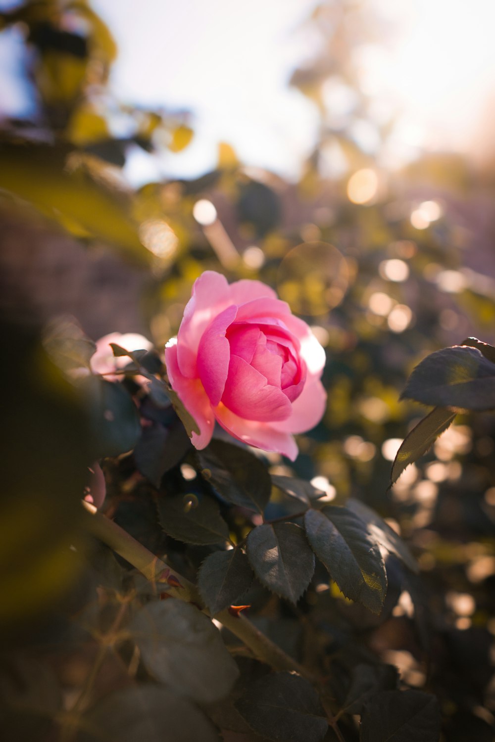 a pink rose on a bush