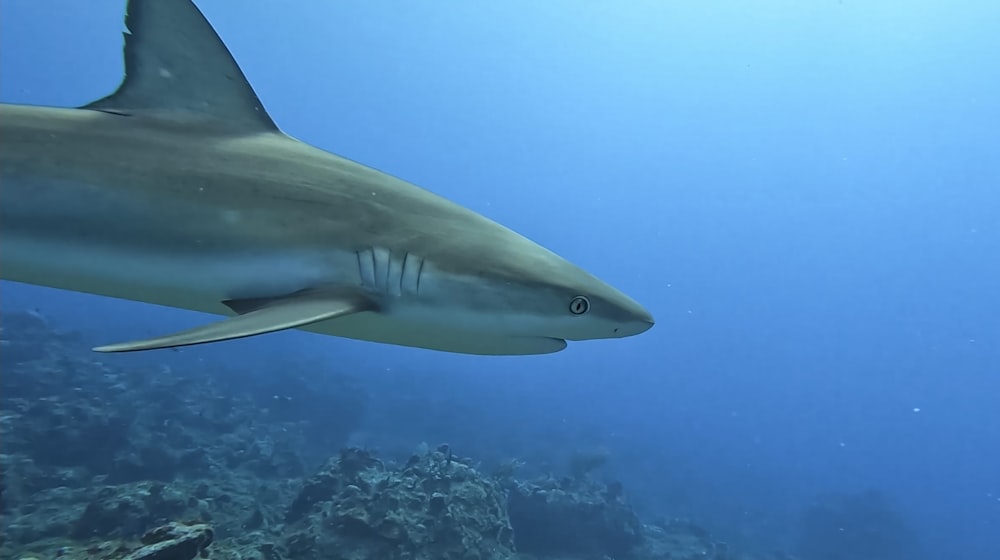 a shark swimming underwater