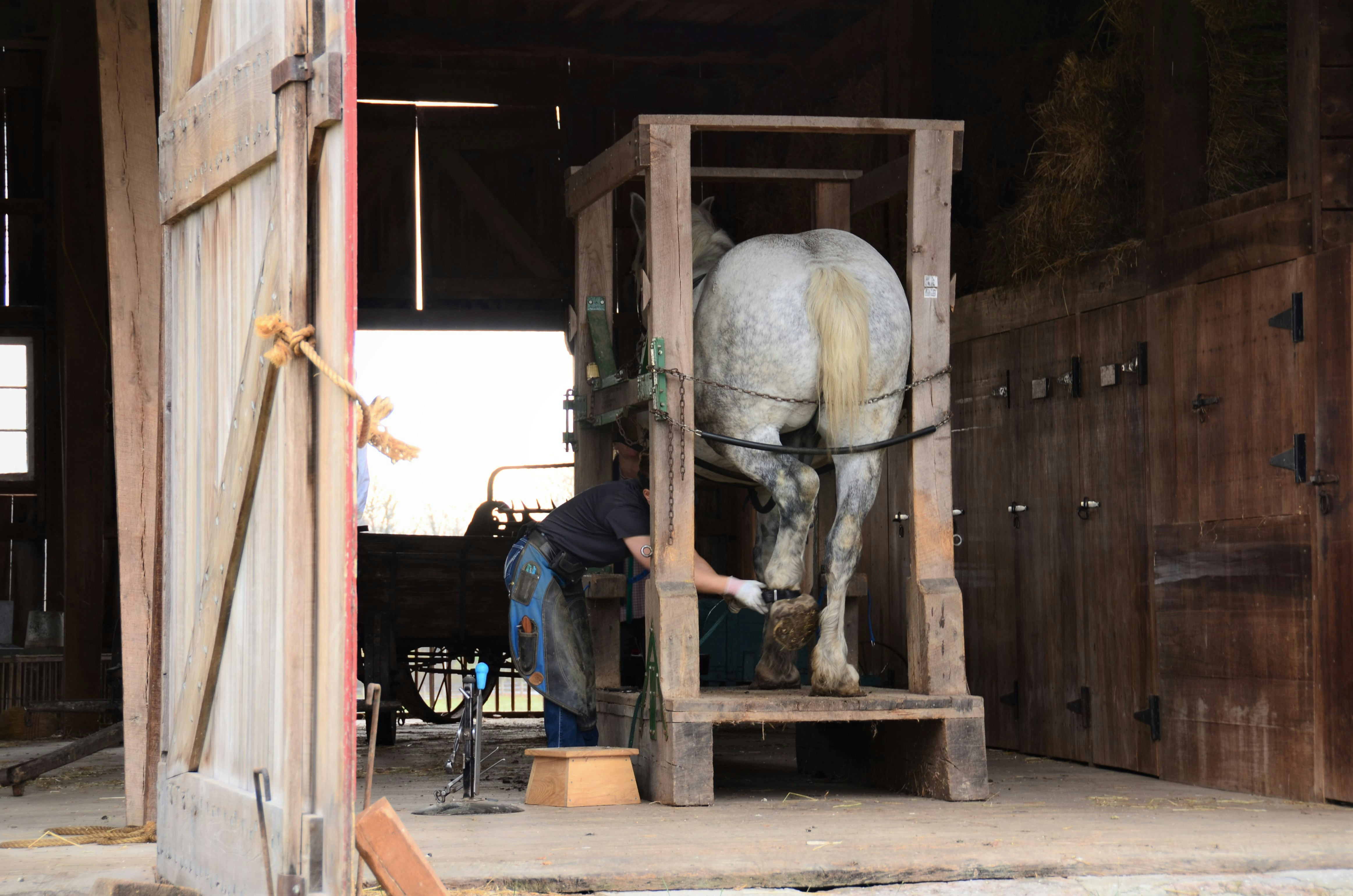 Farrier using nippers to trim overgrown horse hoof, focused professional work, outdoor stable