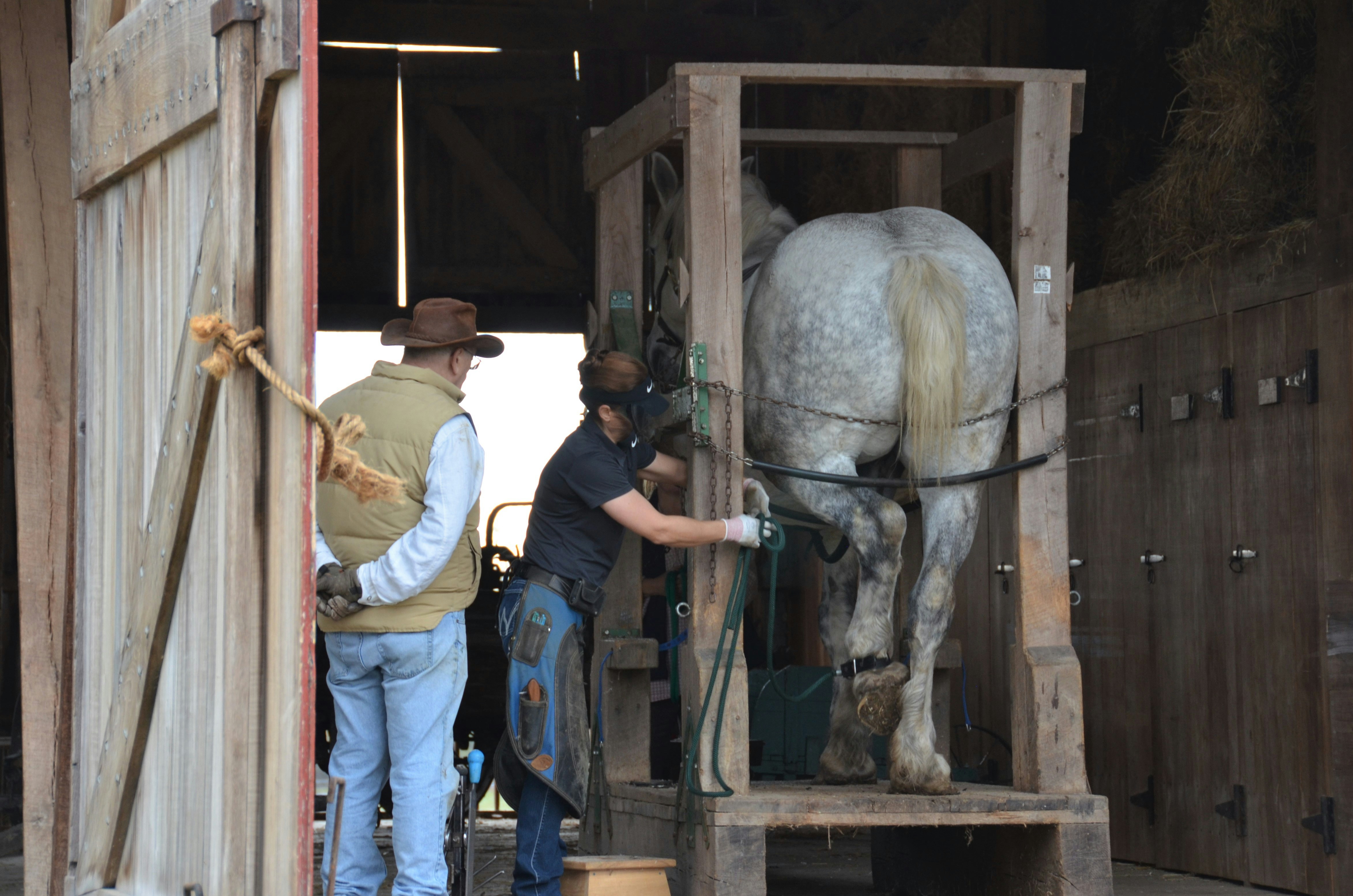 Portable x-ray machine being used on a horse in a veterinary setting