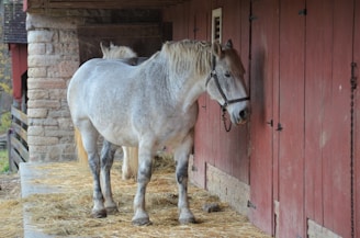 A gray horse stands in a barn area next to a wooden red wall with metal latches. The horse has a harness on its head and appears to be resting its head against the wall. An additional horse is partially visible behind the gray horse. The ground is covered in straw and the barn has stone structures along with wooden beams.