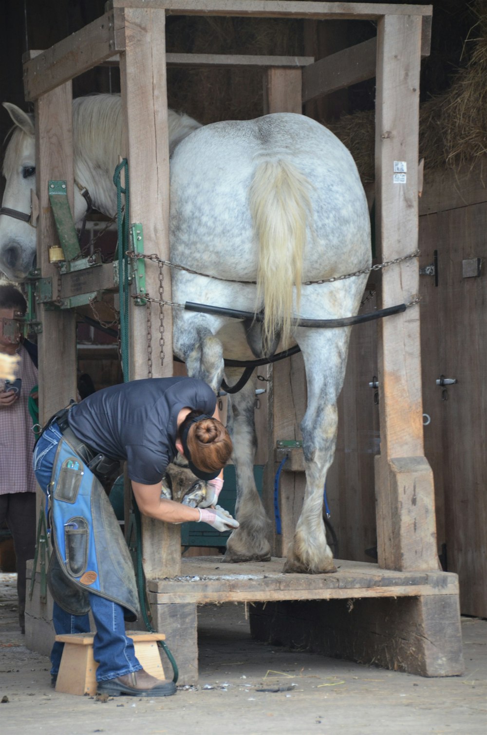 a man milking a horse