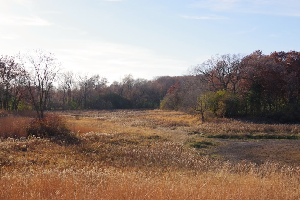 a field of grass and trees