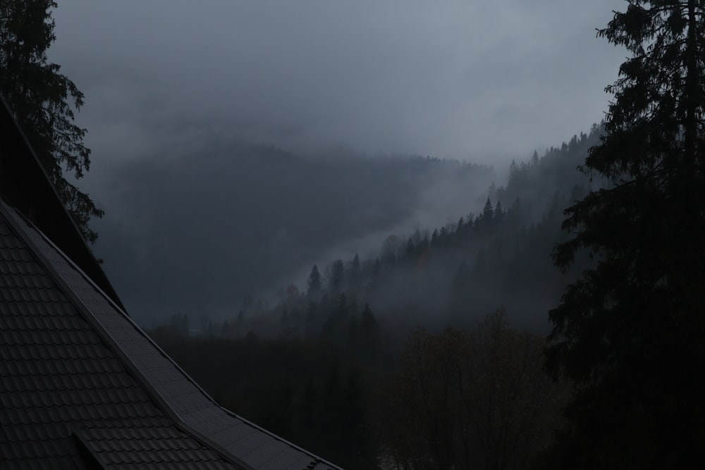 a foggy forest with trees