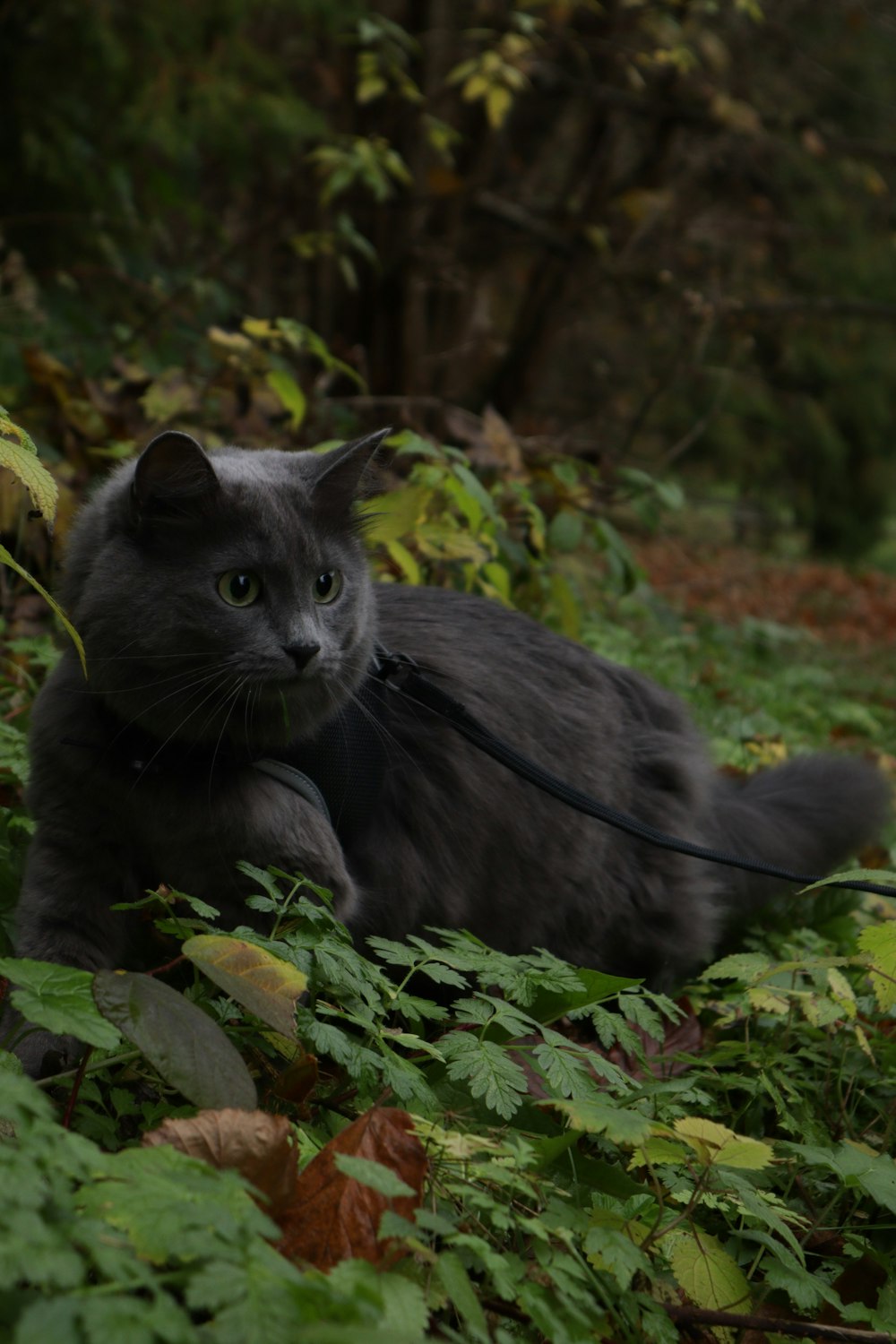 a cat lying in the leaves