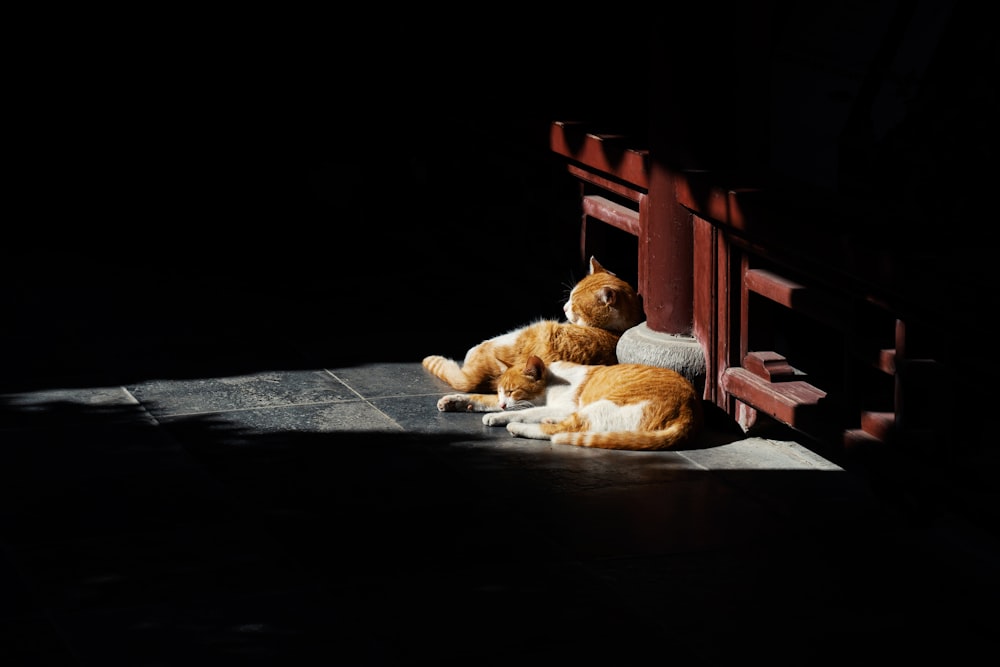 a couple of cats lying on a bench