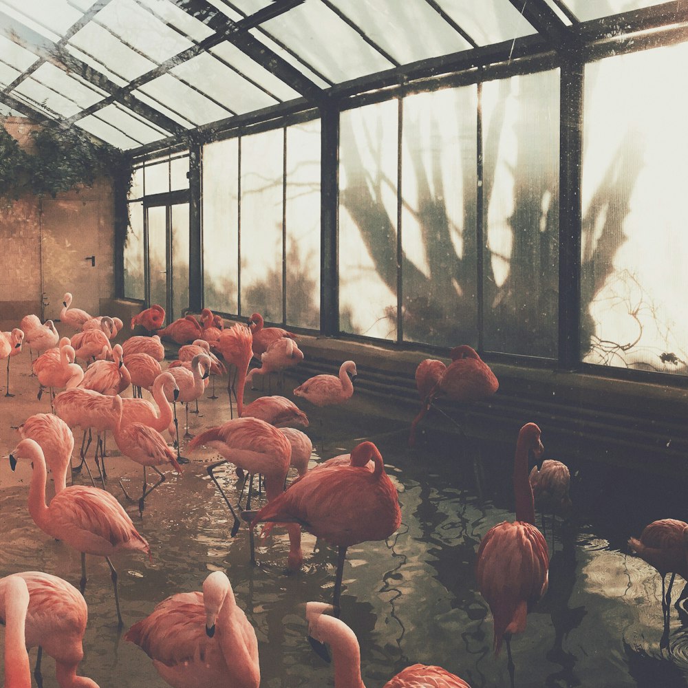 a group of pink flamingos in a room with windows
