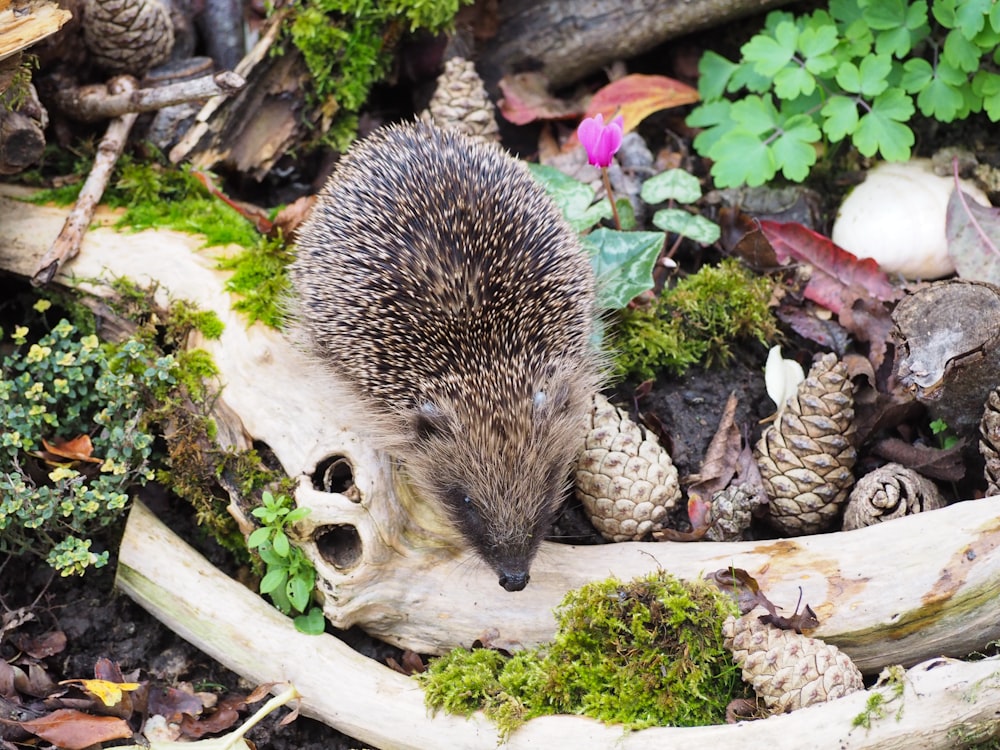 a hedgehog on a log