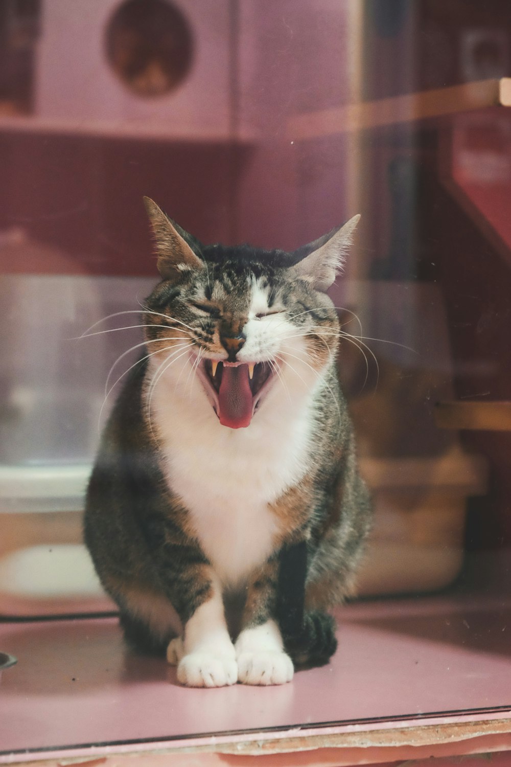 Eine Katze mit offenem Maul