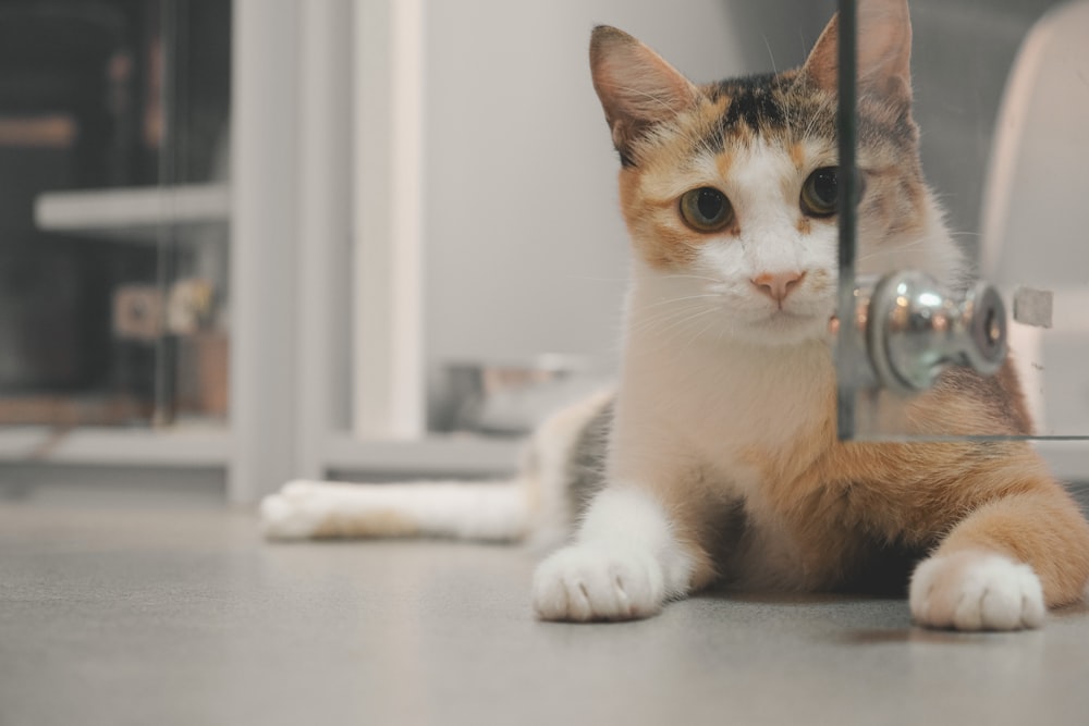 a cat sitting on the floor