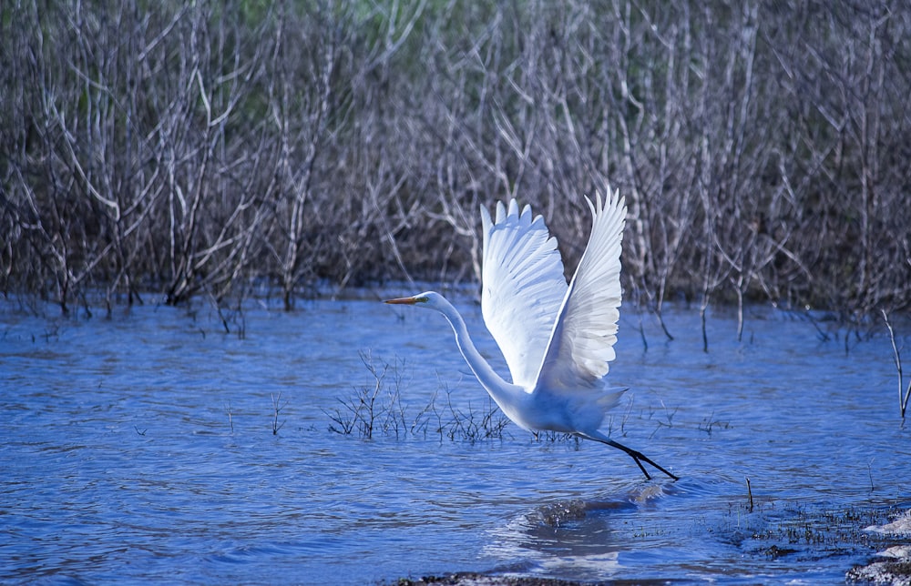 a white bird flying over water