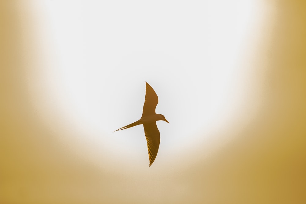 a bird flying in the sky