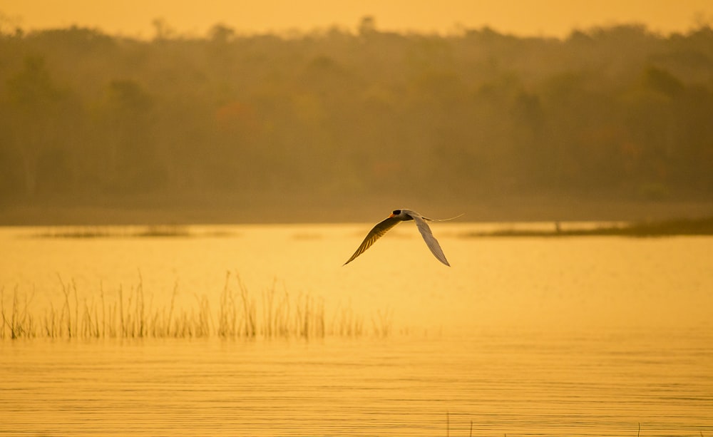 a bird flying over water