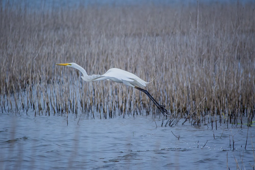 a white crane flying over water