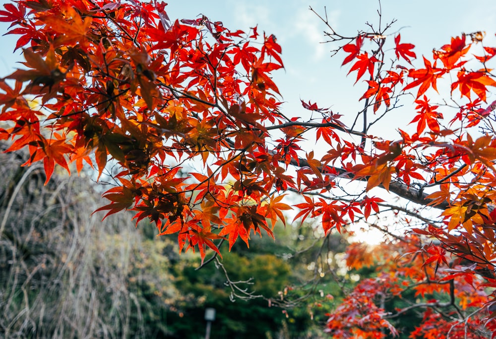 un árbol con hojas rojas