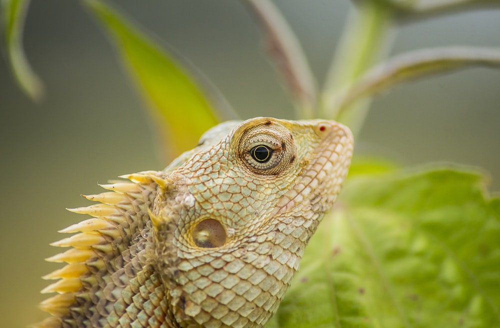 a lizard with a large eye