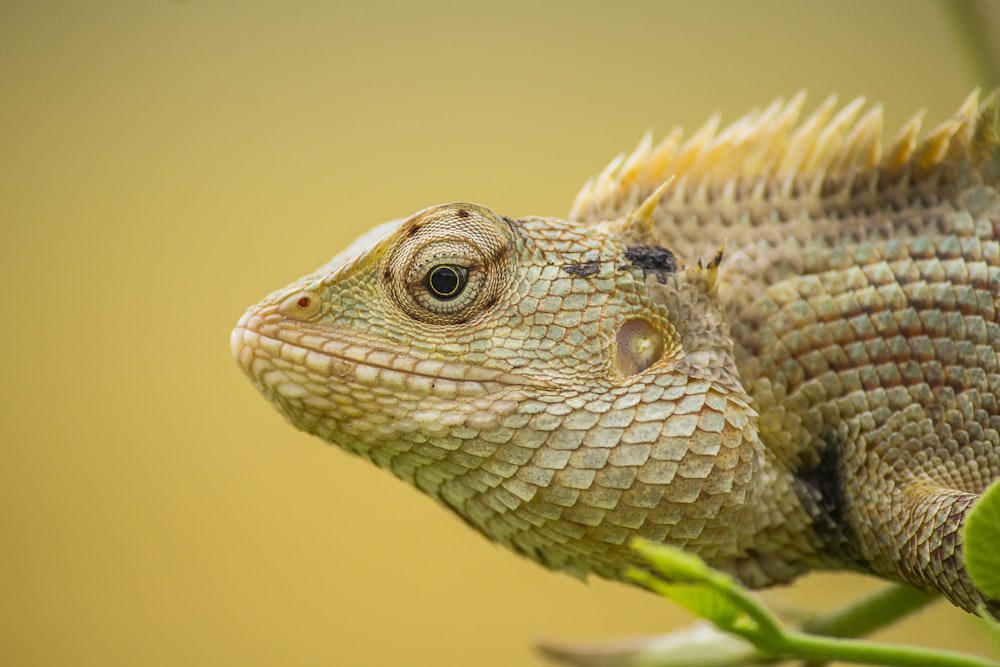 a lizard on a plant