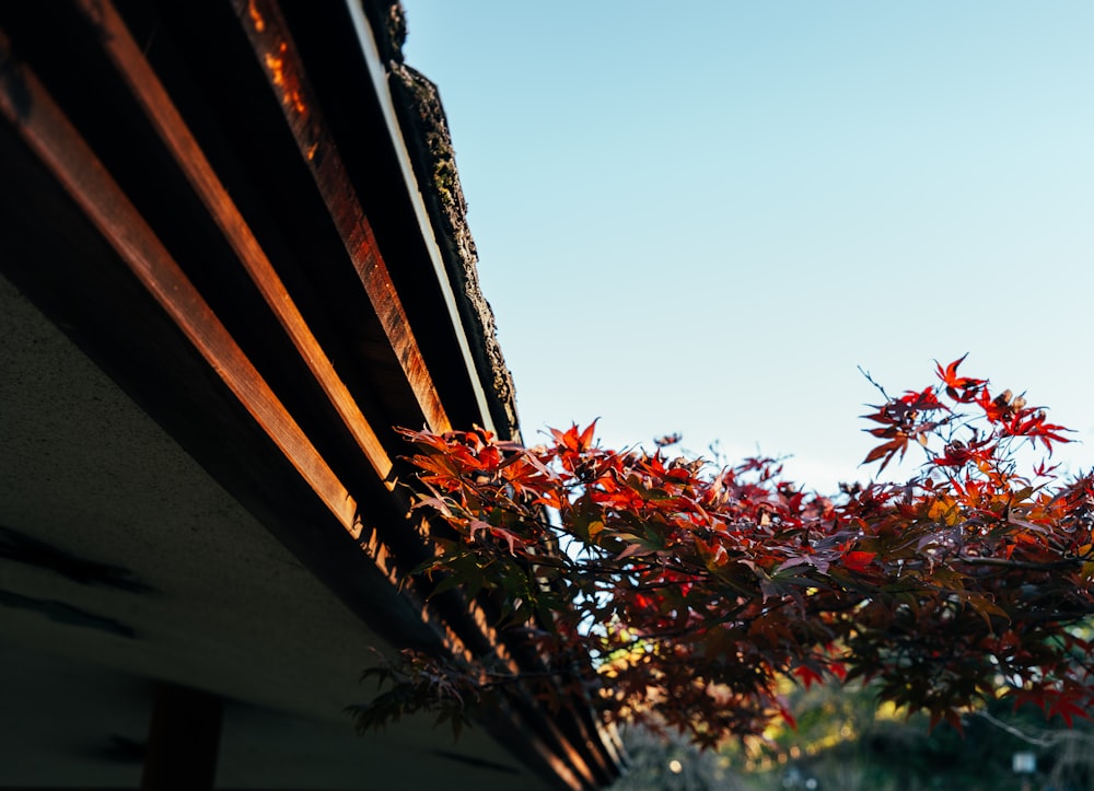 a tree with red leaves