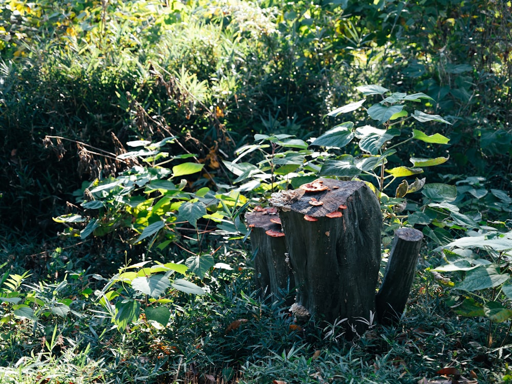 a group of stumps in a forest