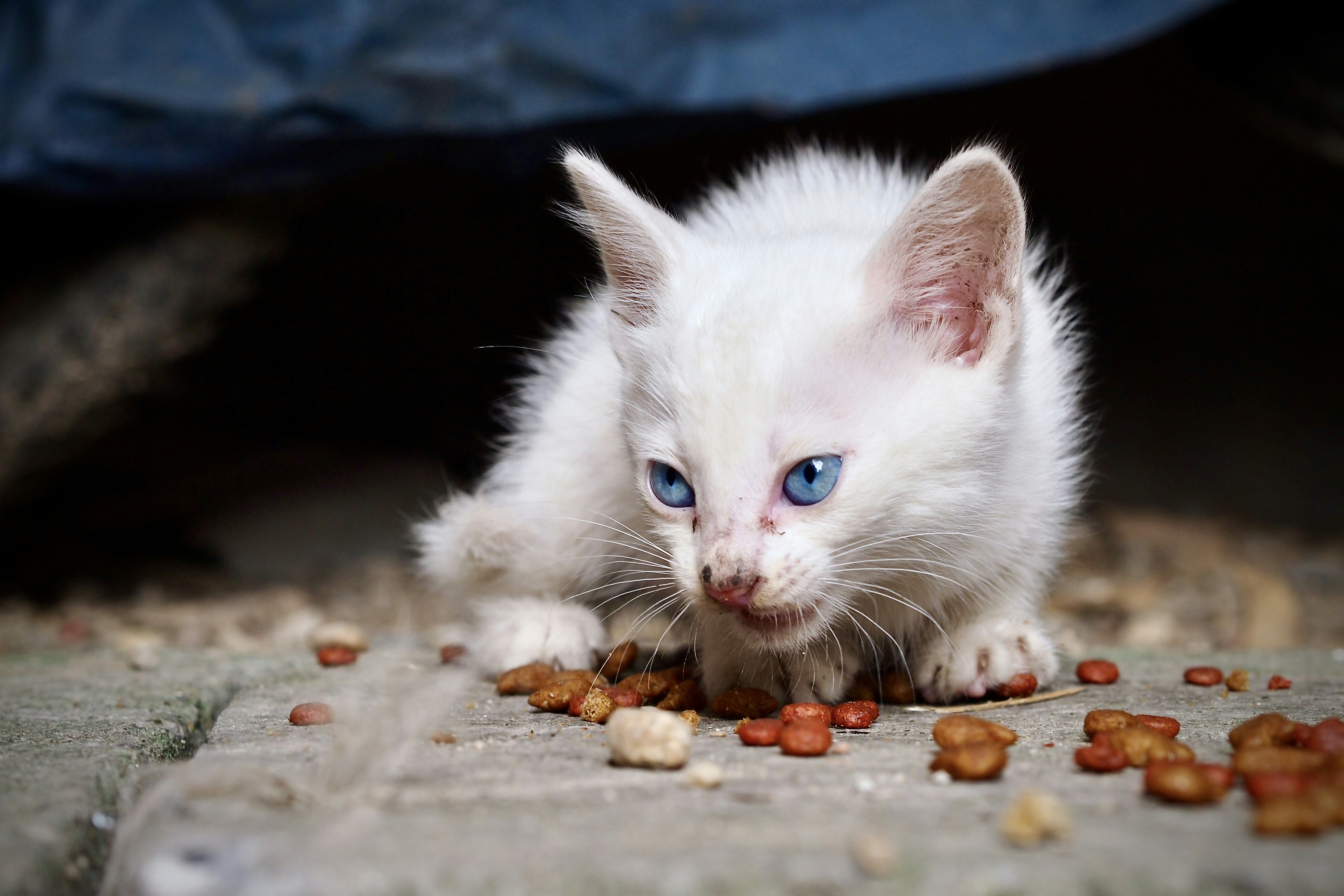a kitten with blue eyes