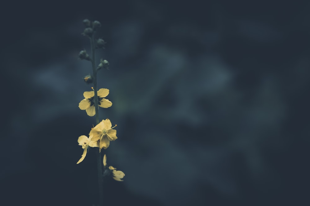 a close-up of some flowers