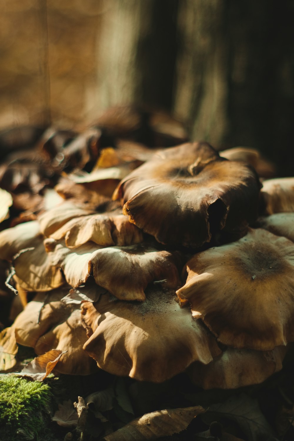 a group of mushrooms