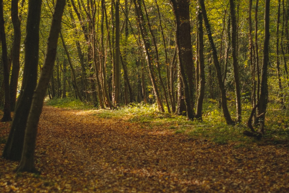 a path through a forest