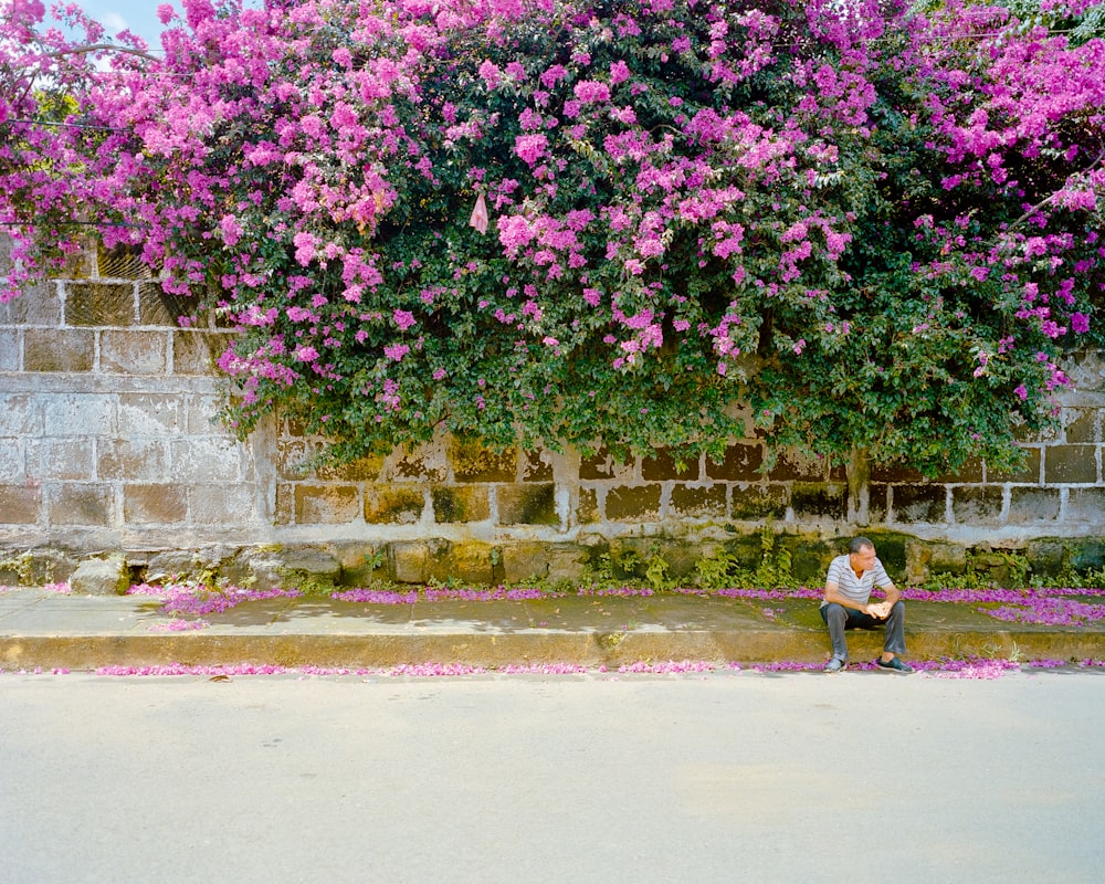 a person sitting on a curb under a tree with pink flowers