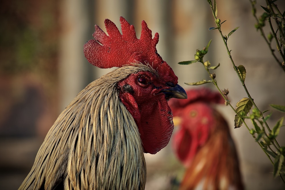 a rooster with a red head