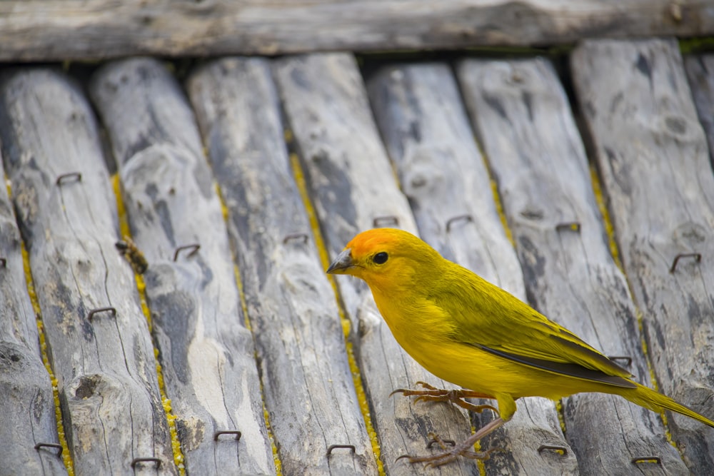 a yellow bird on a wooden fence