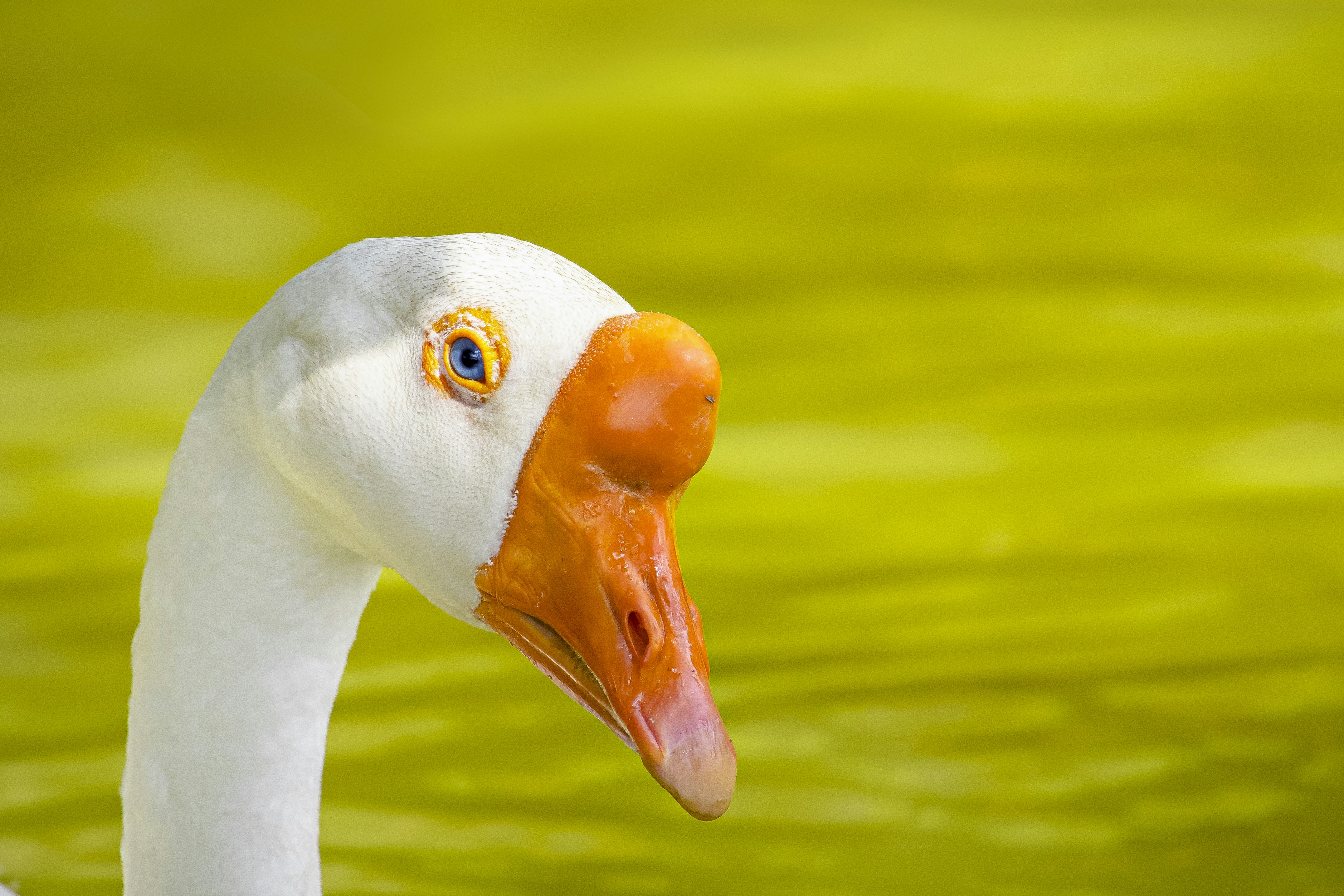 Photo by hicarodecastro