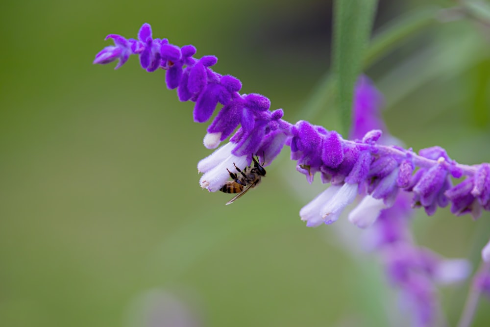 a bee on a flower