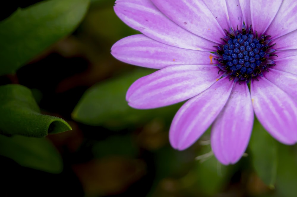 a close up of a flower