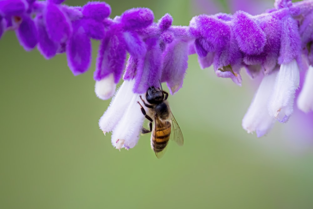 a bee on a purple flower