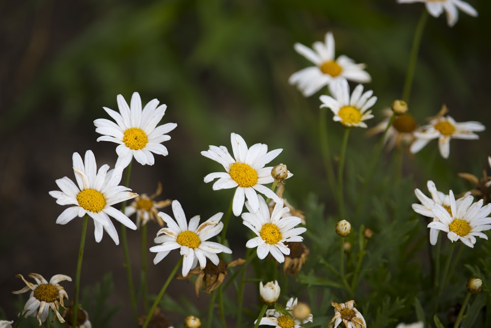 a group of white flowers