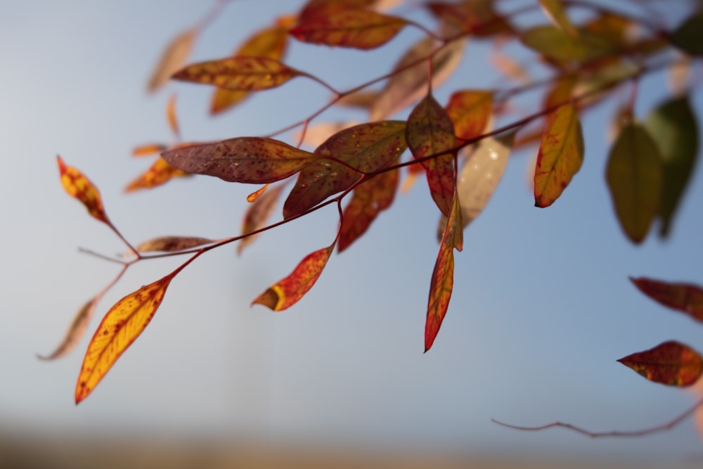 a close-up of some leaves