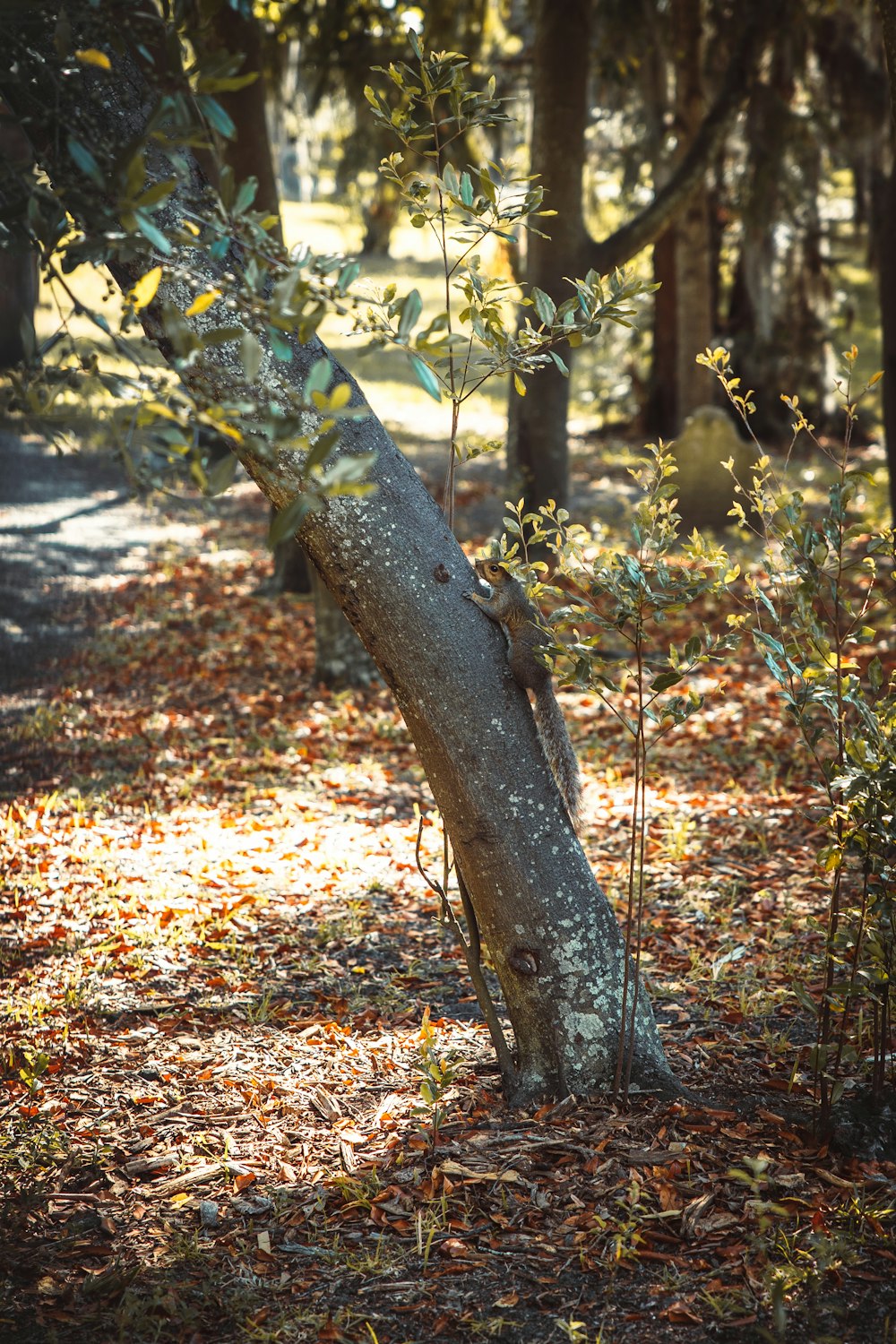 um tronco de árvore na floresta