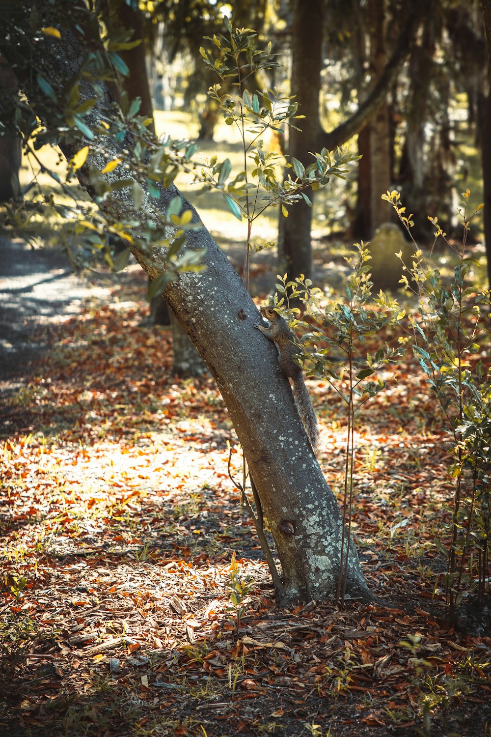 a tree trunk in the woods