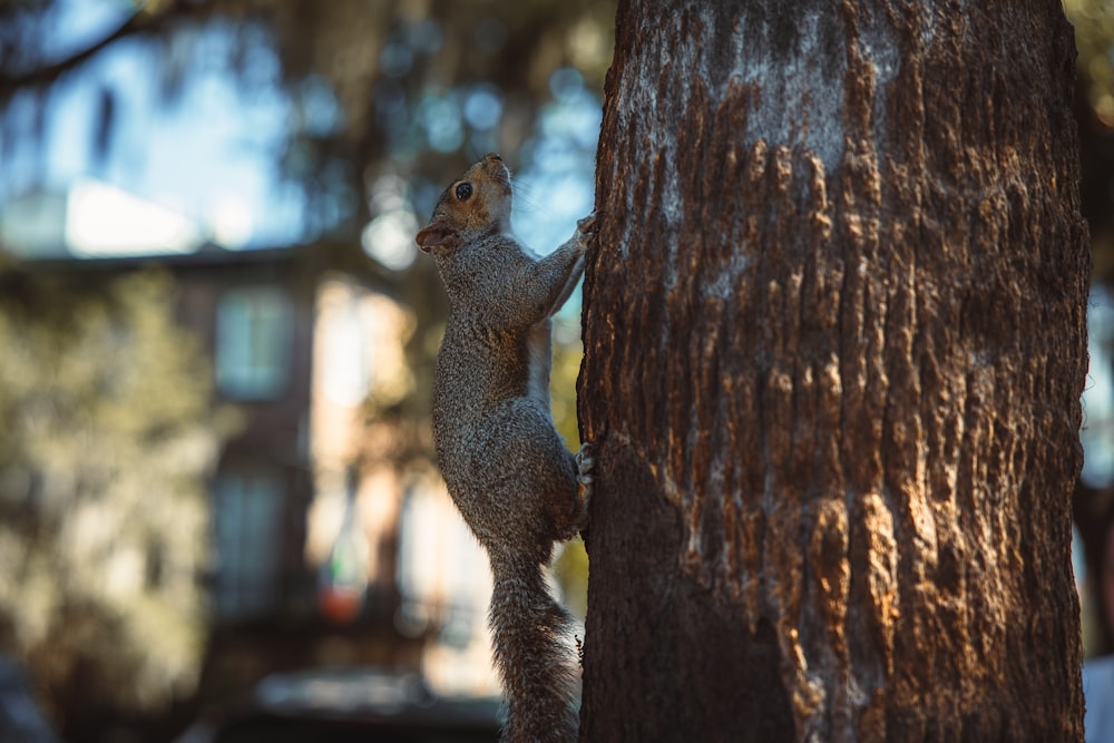 um esquilo em uma árvore
