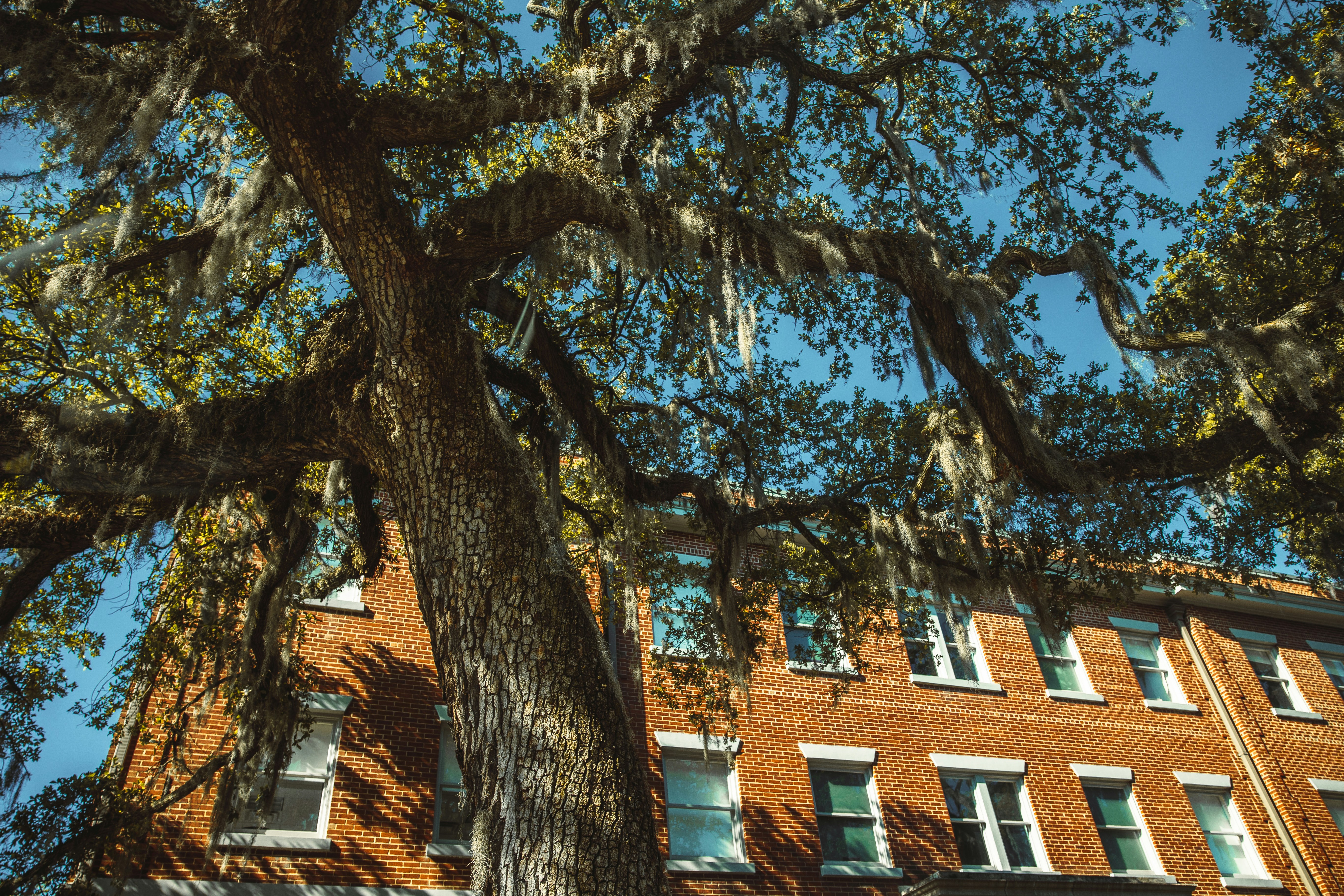 a tree in front of a building, 