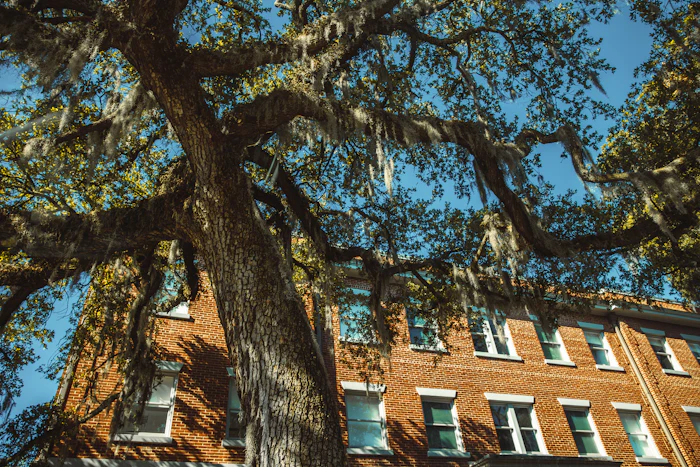 Spanish moss hanging from an oak