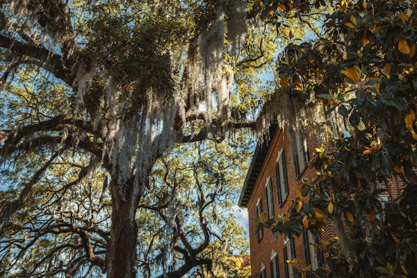 A tree with leaves next to a building — Savannah, United States