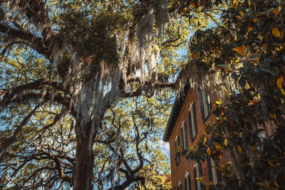 a tree with leaves next to a building