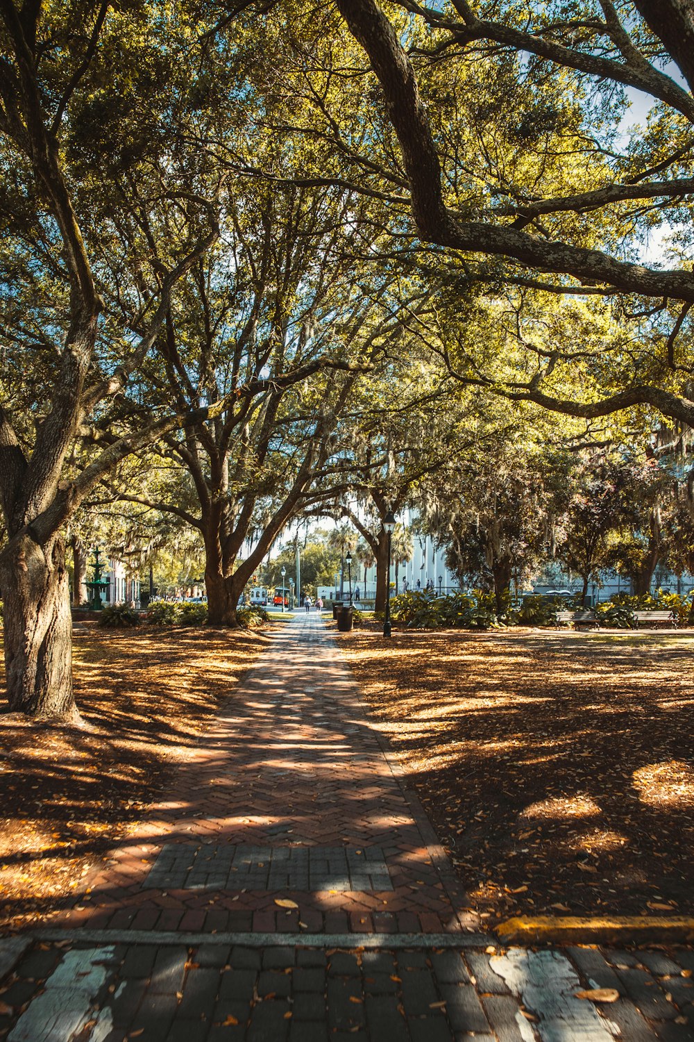 a path with trees on either side