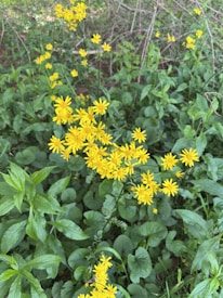 Vibrant yellow wildflowers bloom amidst lush green foliage, creating a lively contrast. The scene is rich with natural elements, showcasing the simplicity and beauty of a natural garden. The flowers appear delicate yet abundant, adding brightness to the green surroundings.