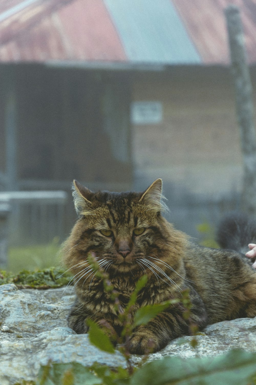 a cat lying on a rock