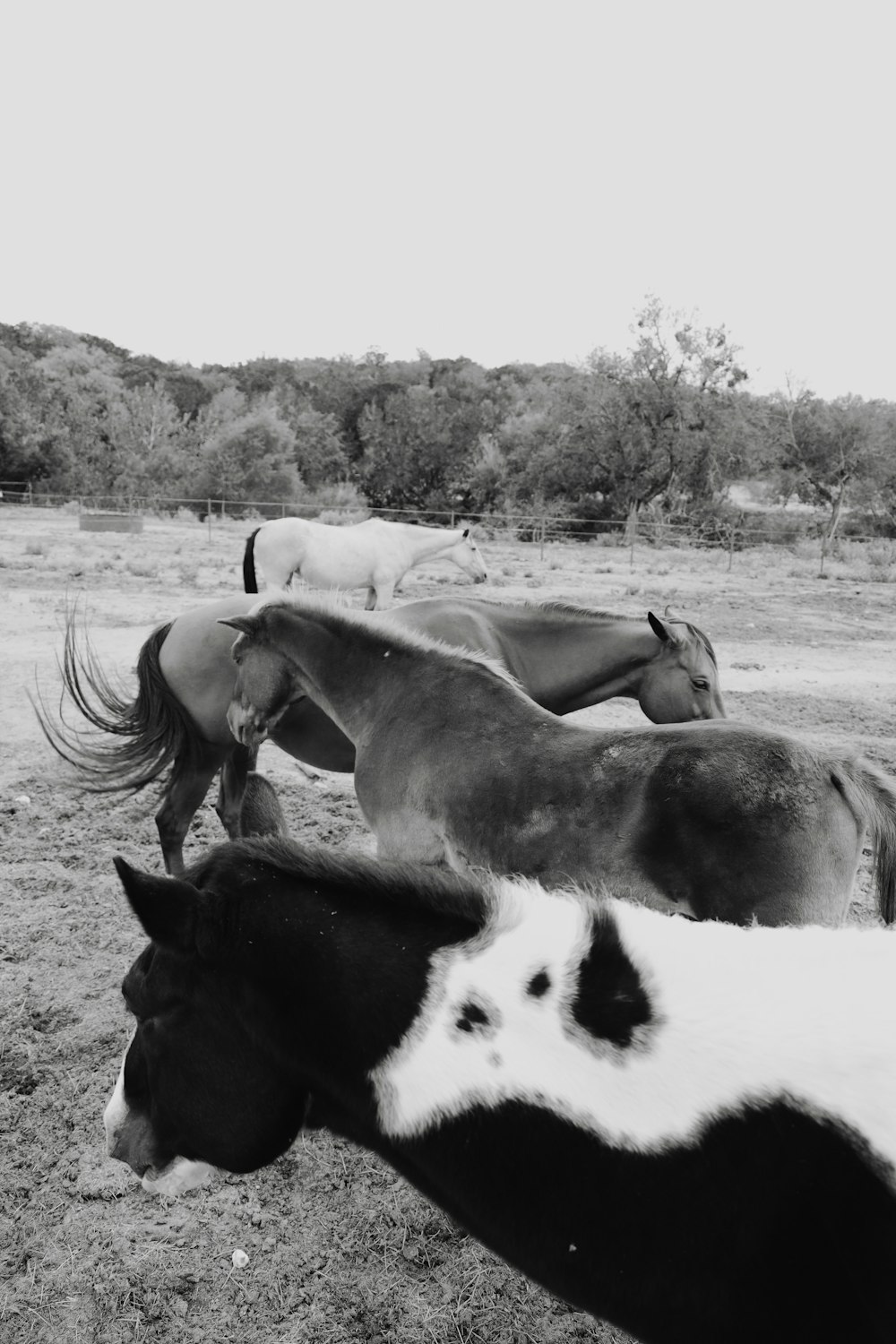 a group of horses in a field