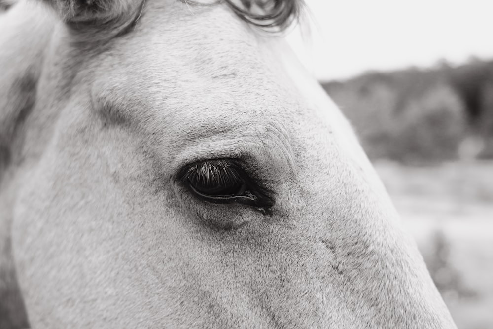 Eine Nahaufnahme des Gesichts eines Pferdes