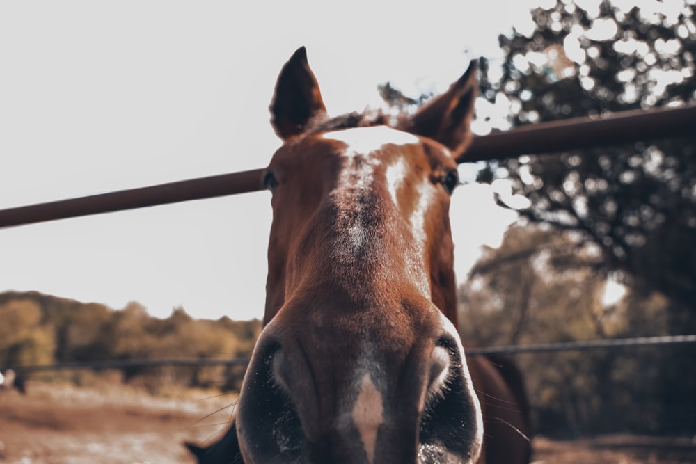 Un cheval regardant par-dessus une clôture