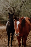 a couple of horses standing in a dirt field